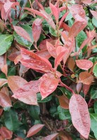 detalle de photinia red robin16